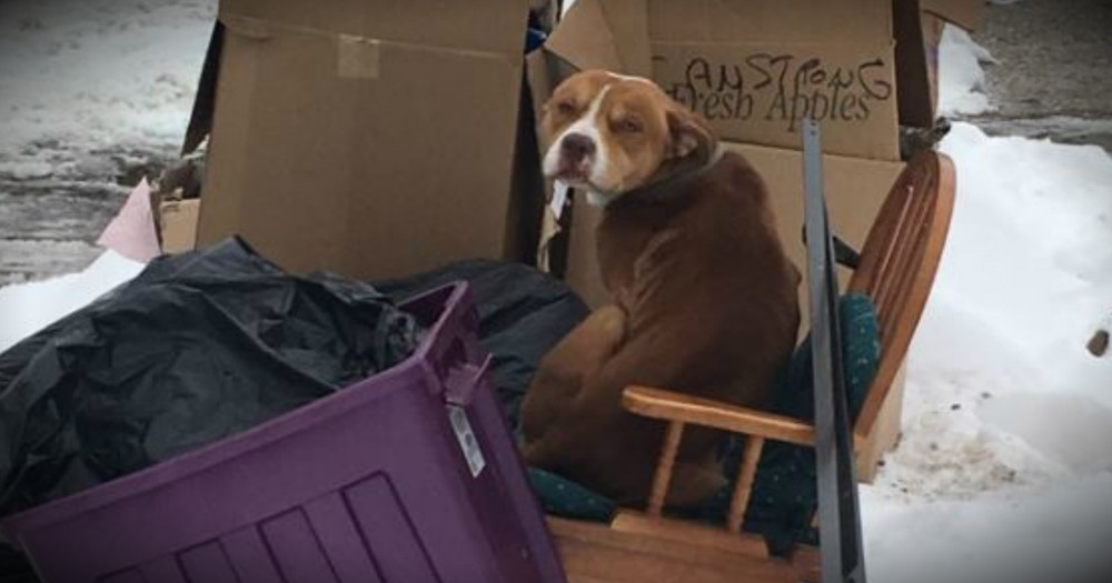 Poor Dog Thrown Out With The Trash In The Freezing Cold Gets 2nd Chance
