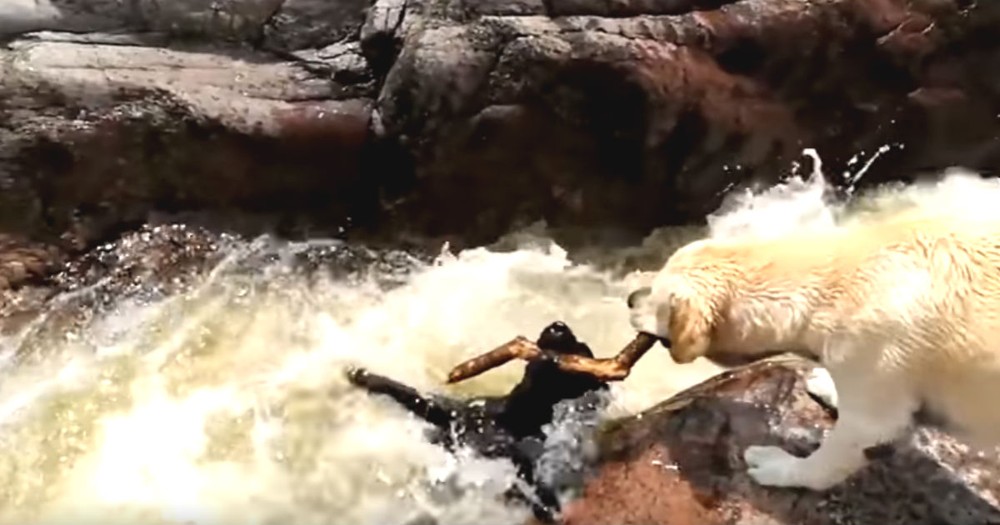Hero Dog Saves Friend Dog From Dangerous Rapids