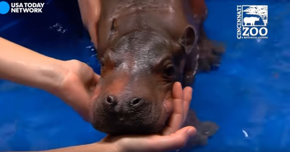 Premature Baby Hippo Takes Her First Dip In A Pool