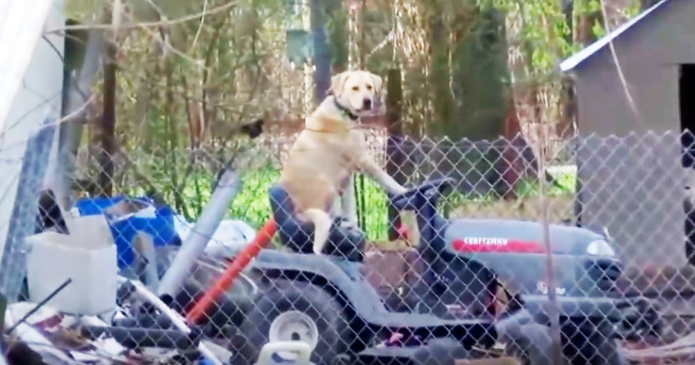 Live Tornado Broadcast Interrupted By A Dog On A Lawn Mower