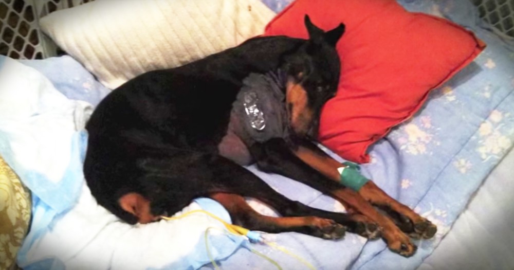 Couple Came Home To Find Their Dog Terminally Paralyzed But They Refused To Give Up