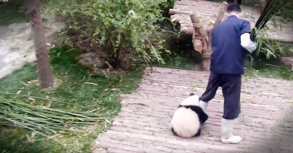 Tiny Panda Is Going Viral For Adorably Making His Caretakerâ€™s Job A Bit Difficult
