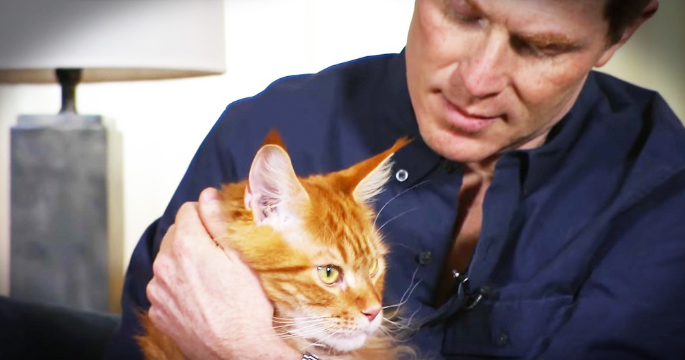 Famous Chef's Love Of Cats Is Too Sweet