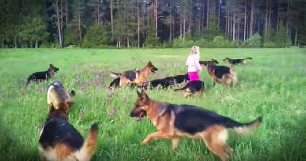 5-Year-Old Playing In A Field With 14 German Shepherds Is Living Our Dream