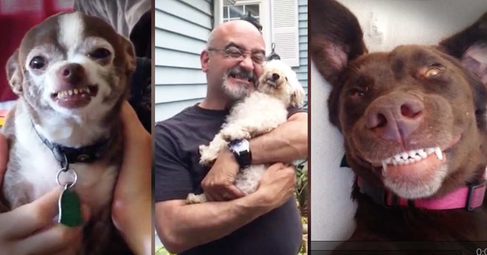 These 15 Dogs Are Cheesein' From Ear To Ear And It's Precious