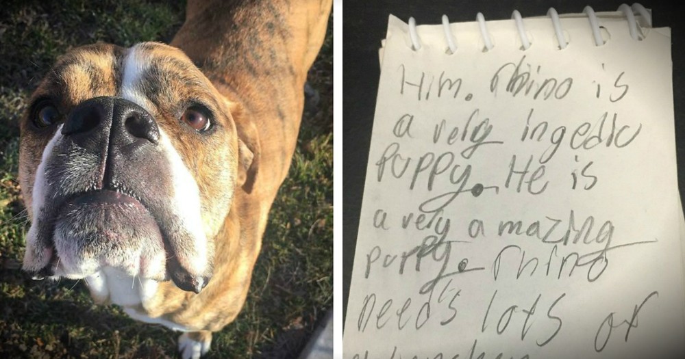 Rescue Dog Is Returned To The Shelter With A Letter Attached