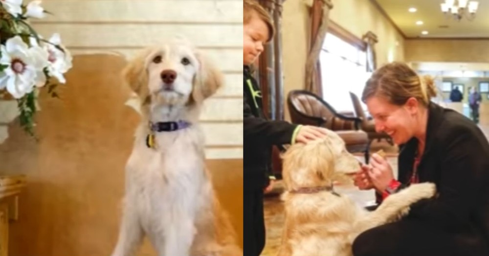 Funeral Home Comforts Grieving Families With Help From A Furry Friend
