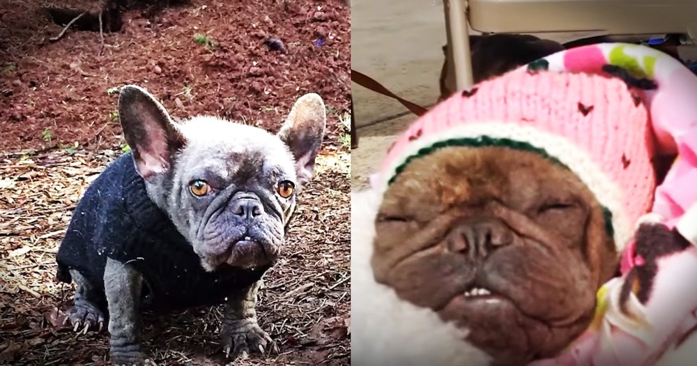 Dog Kept In A Hole In The Dirt Gets The Most Amazing New Family