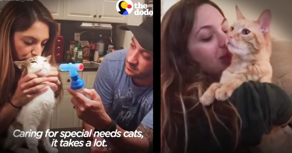 Incredible Couple Dedicates Their Home To Special Needs Cats