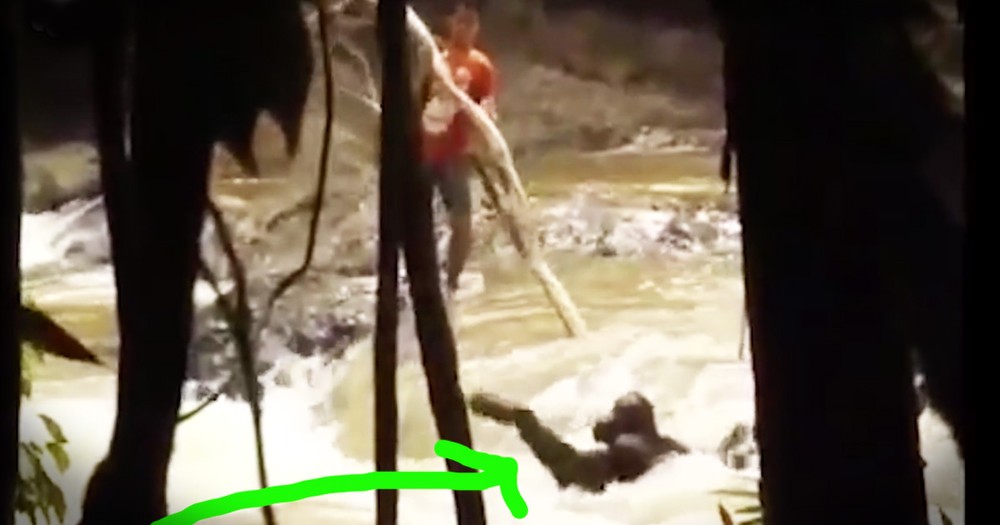 Orangutan Clinging For Life In Rushing Water Gets An Emotional Rescue