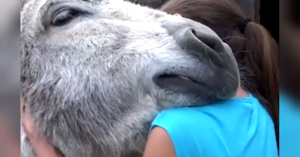 Adorably Joyful Donkey Can't Wait To Hug It Out With His Best Girl