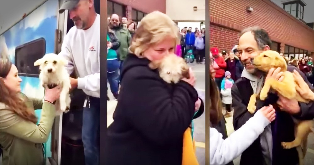 Don't Miss 57 Dogs Saved From Kill Shelters Meeting Their Furever Families