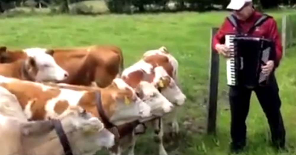 These Cows Sure Do Love A Good Accordion Polka