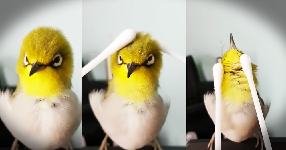 Tiny Bird Getting A Q-tip Massage Is Too Cute