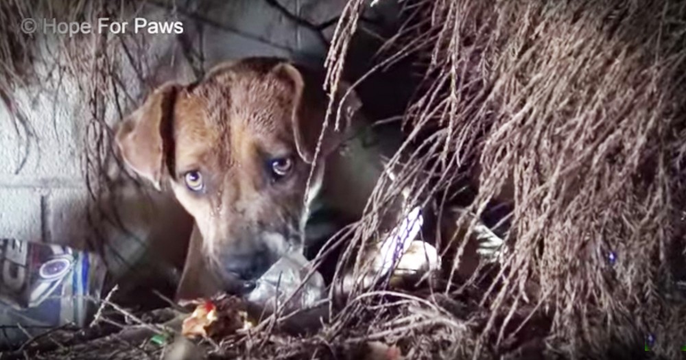 New Momma Dog's Rescue With Her Puppies In The Pouring Rain Is Heartbreaking