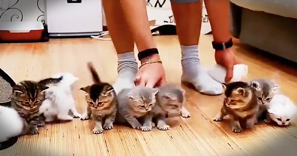 Cute Kittens Just Can't Sit Still For A Family Photo