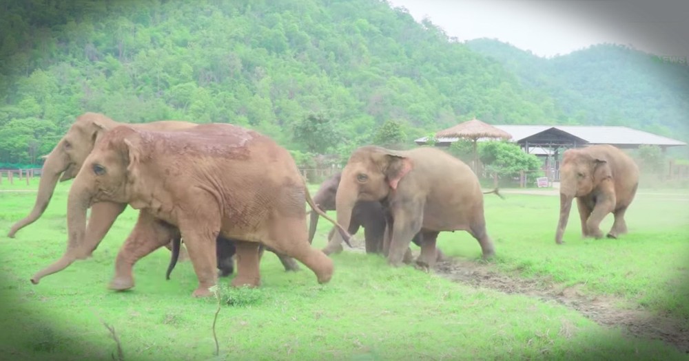 Elephants Rush To Welcome New Baby Elephant