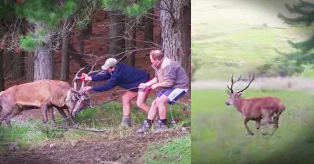 2 Brave Guys Rescue Bucks Dangerously Tangled In Barbed Wire 