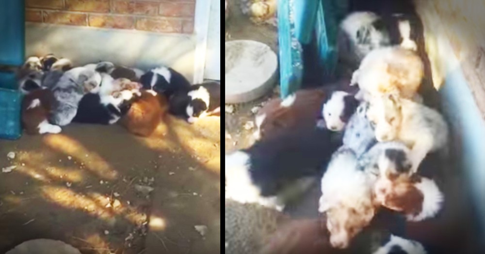 18 Happy Puppies Wake Up From A Nap to Greet Their Human