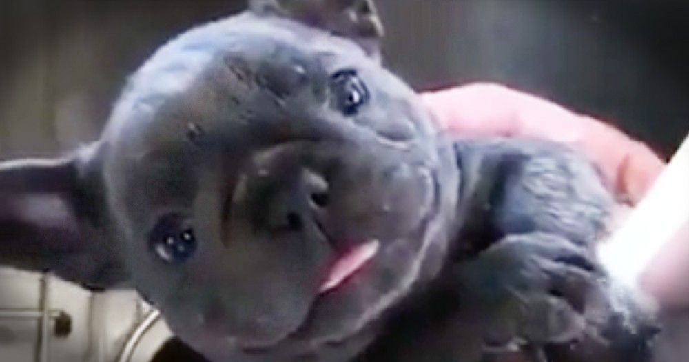 Puppy Can't Stop Smiling While Getting A Bath