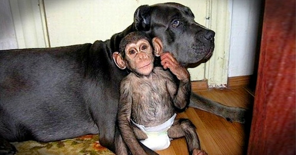 An Orphan Chimp Gets Adopted By The Most Unlikely Mother