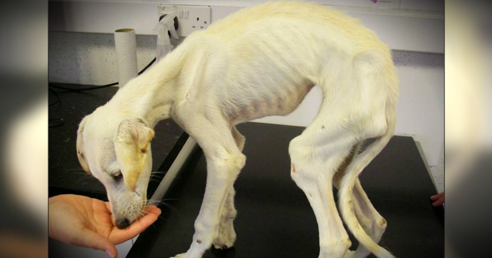 Abuse Turned A Dog Into A Walking Skeleton, But Then Love Saved Him