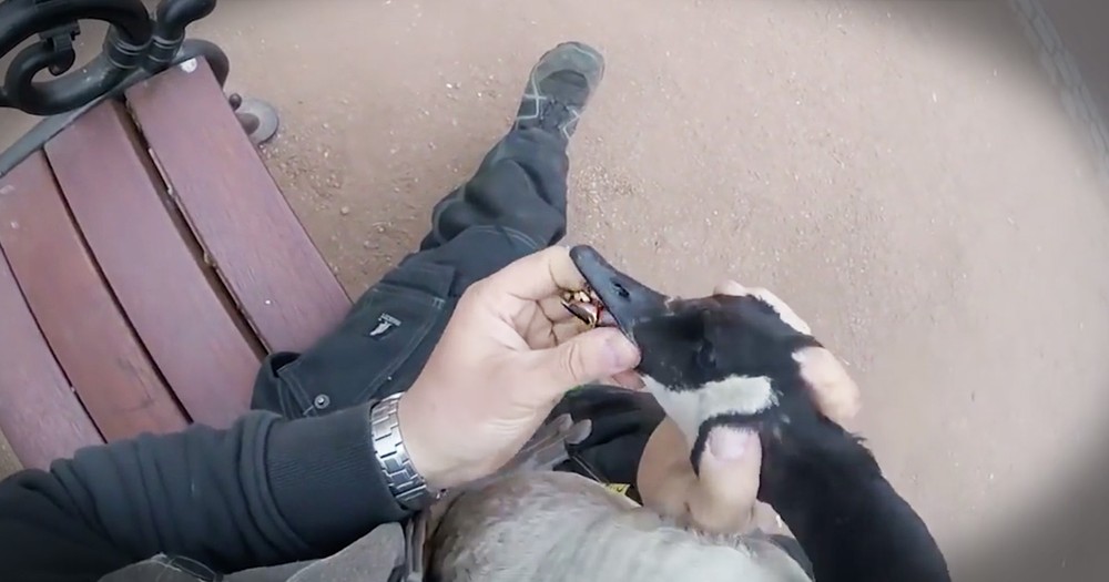 He Was Feeding This Goose And All Of A Sudden Snatched Him In This Dramatic Rescue