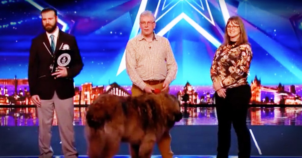 Married Couple Was about To Start Their Audition And Then Their Dog Ran On Stage