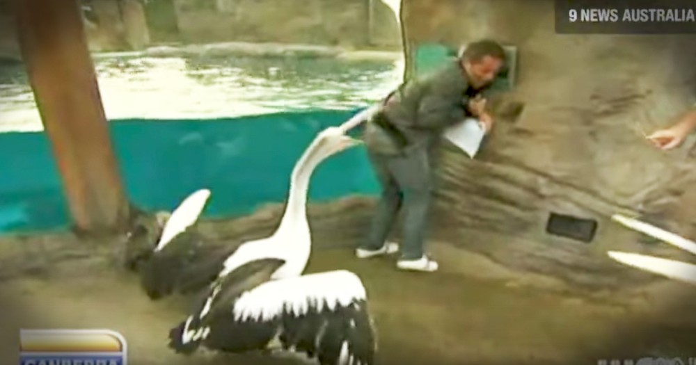 Weatherman Gets Hilariously Attacked By Pelican