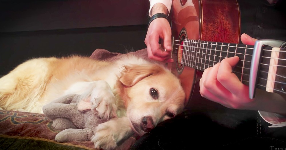 Sweet Sleepy Dog Is Lulled By Her Owner's Guitar Skills