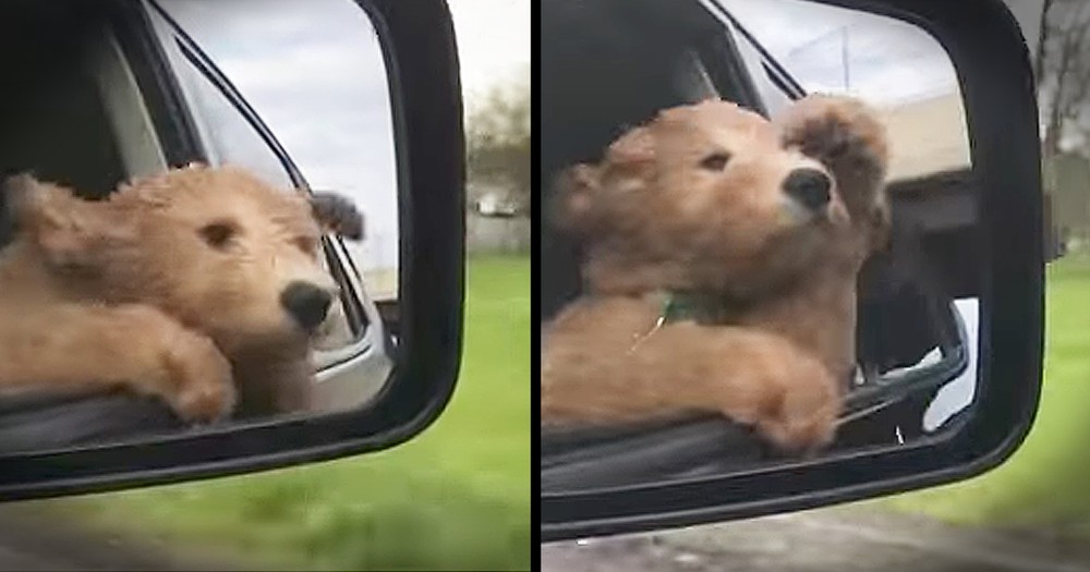 Puppy Loves Sticking His Head Out Of The Window