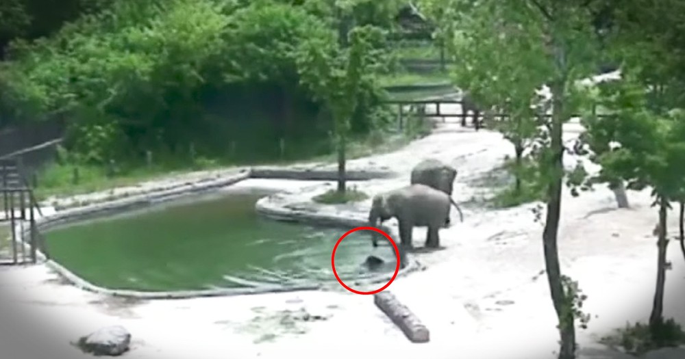 Elephants Work Together To Save Drowning Baby Elephant