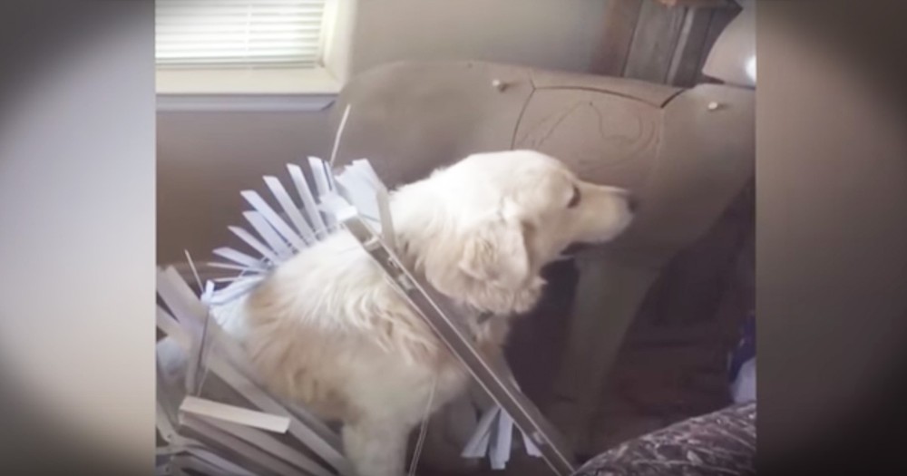 Hilariously Guilty Dog Avoids Eye Contact With Her Human