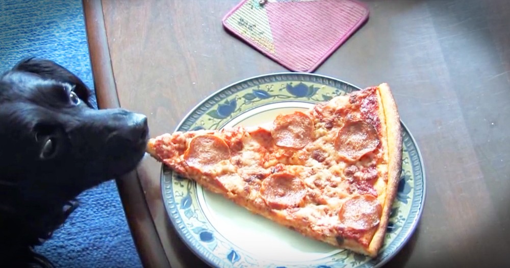 Pizza Stealing Dog Thinks He's Sneaky