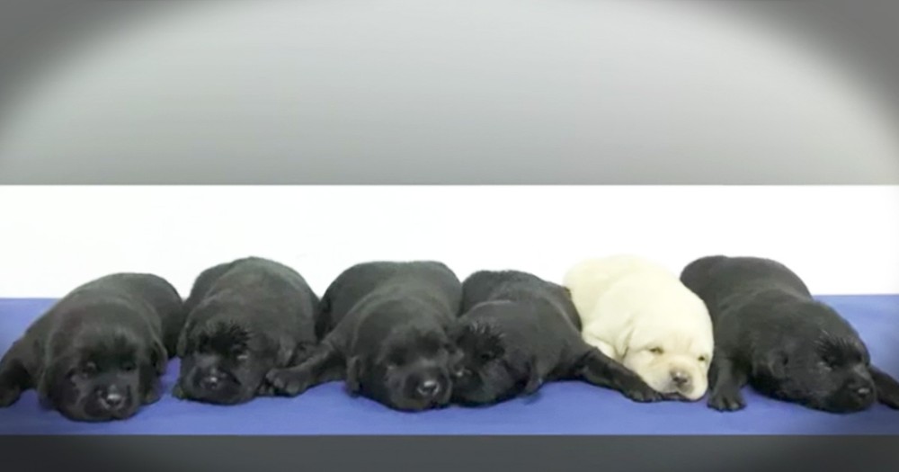 Police Photoshoot With Newest K9 Recruits Are Too Sweet