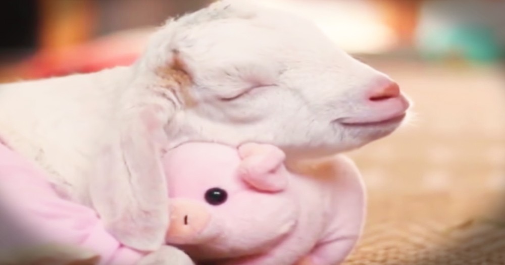 Sweet Baby Goat Snuggles Stuffed Pig