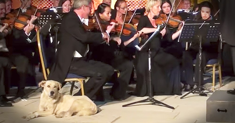 Dog Steals The Show During Orchestra Performance