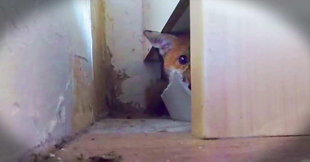 Tiny Fox Rescued In Middle Of The Night