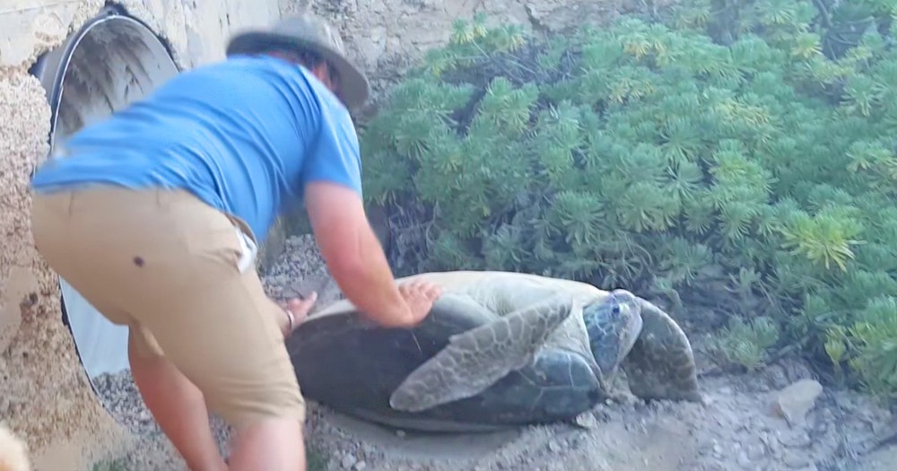 Stranded Turtle Rescued By Good Samaritan