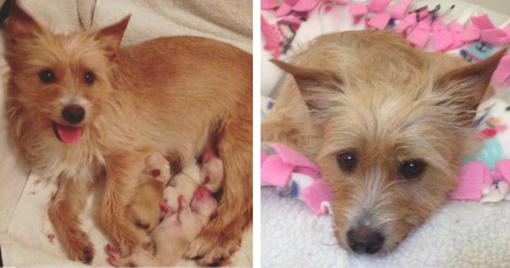 Mama Dog Grieving The Loss Of Her Puppies Gets A 2nd Chance at Love