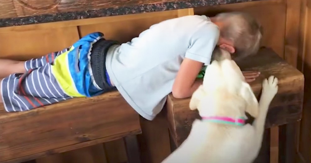 Adorable Little Boy Plays Hide-And-Seek With His Dog