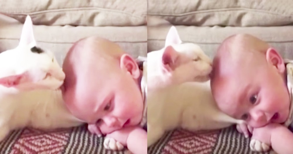 Cat Adorably Licks Snuggly Babies Head