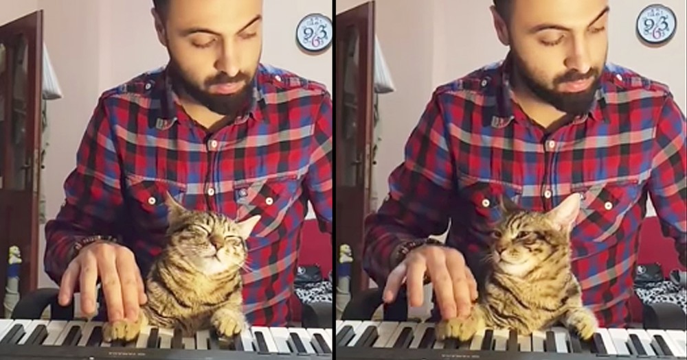 Adorably Relaxed Cat Helps Owner Play Piano
