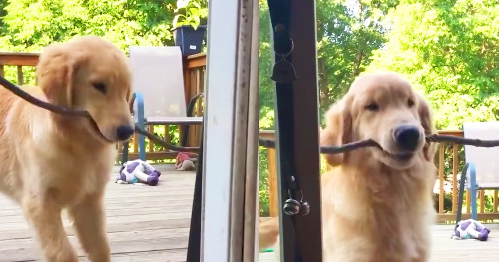 Puppy Cutely Tries To Bring Big Stick Inside