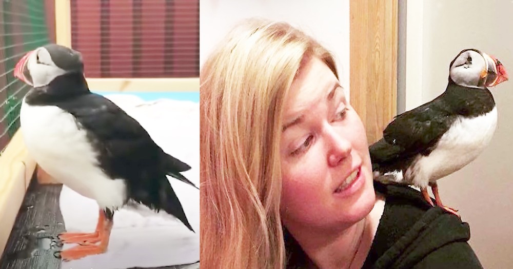 Kind Woman Rescues Injured Blind Puffin Bird