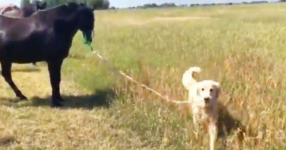 Dog Adorably Walks His Pet Horse