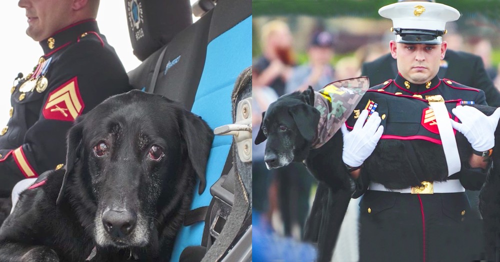 Dying Marine Dog Honored In Goodbye Sendoff