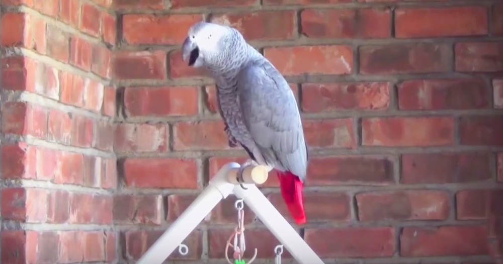 Talking Parrot Keeps Asking To Go For A Ride