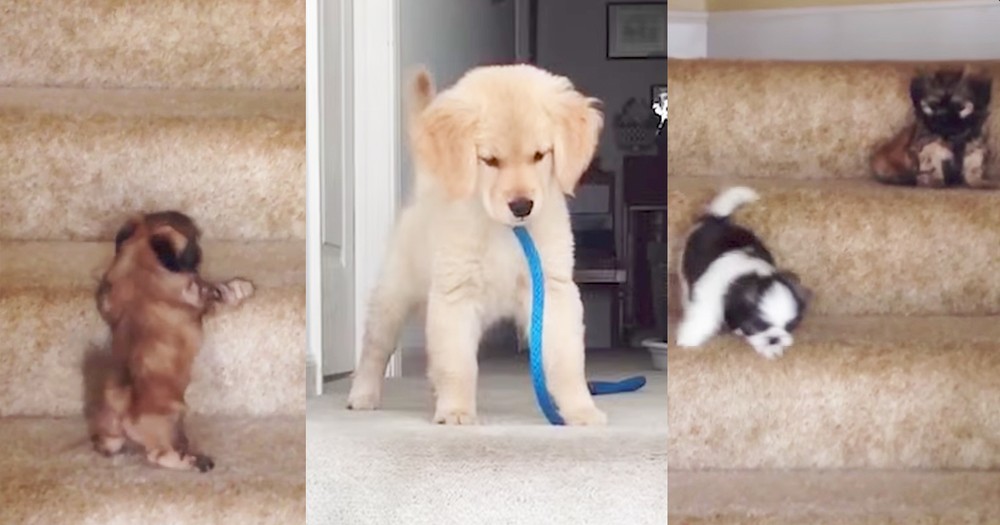 Hilarious Puppies Try To Climb The Stairs