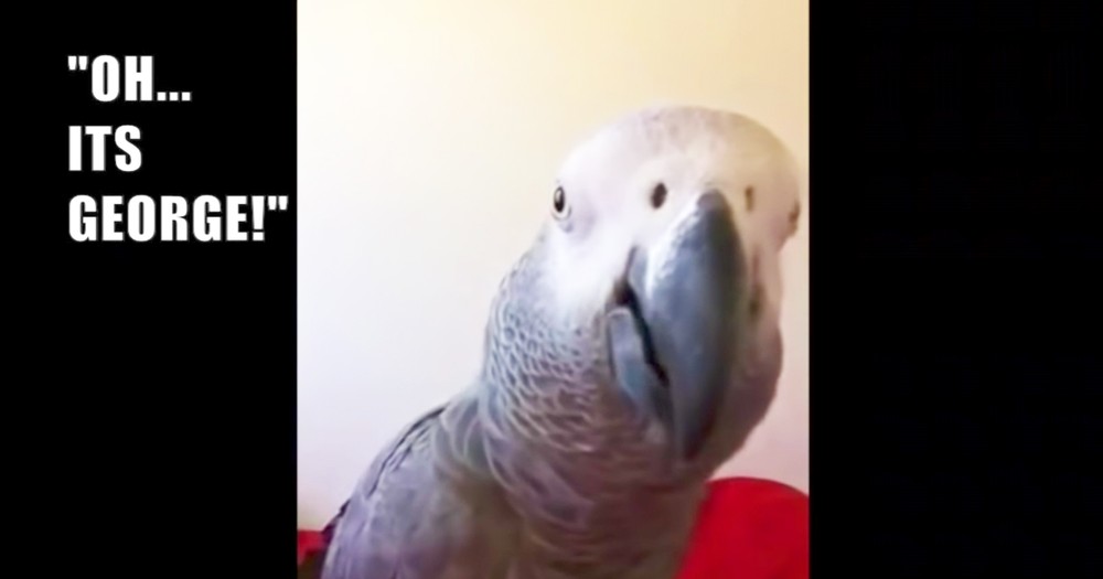 Smart Parrot's Hilarious Reaction To Seeing His Reflection 
